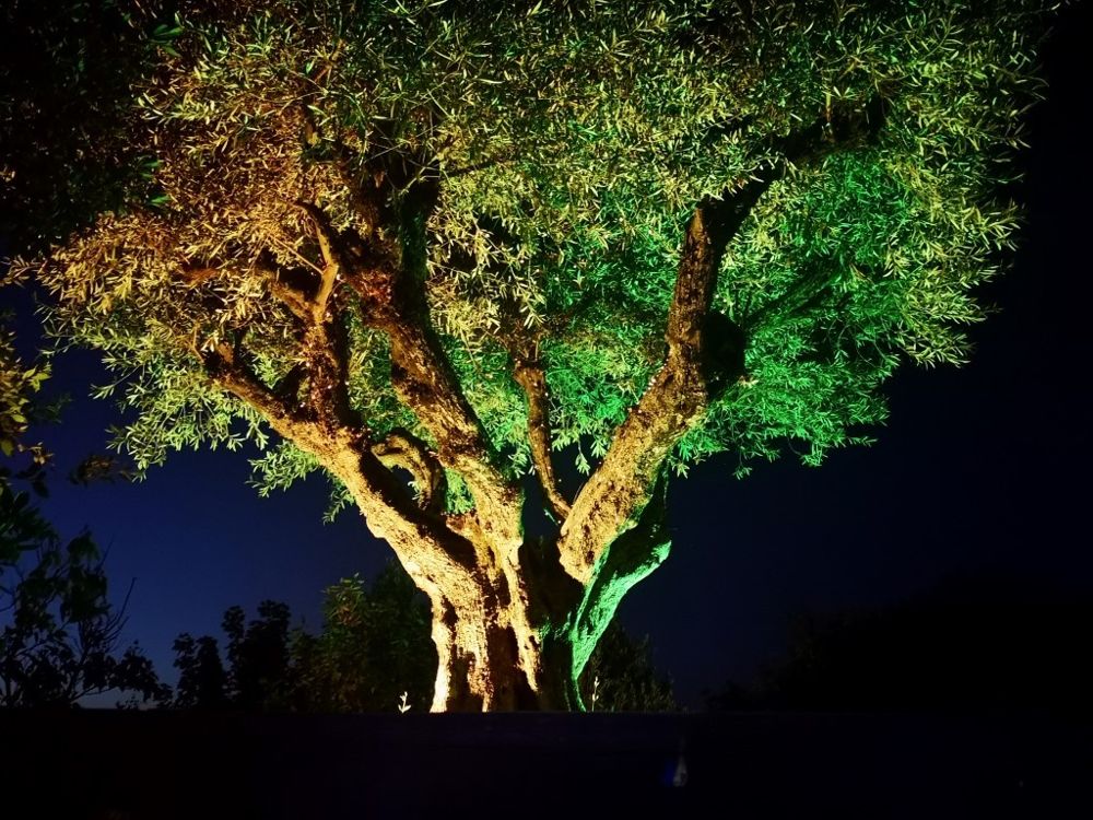 Foto de El Bosque Encantado