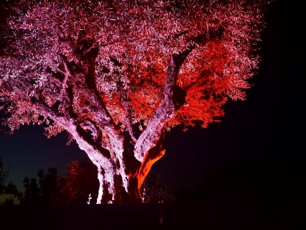 Foto de El Bosque Encantado