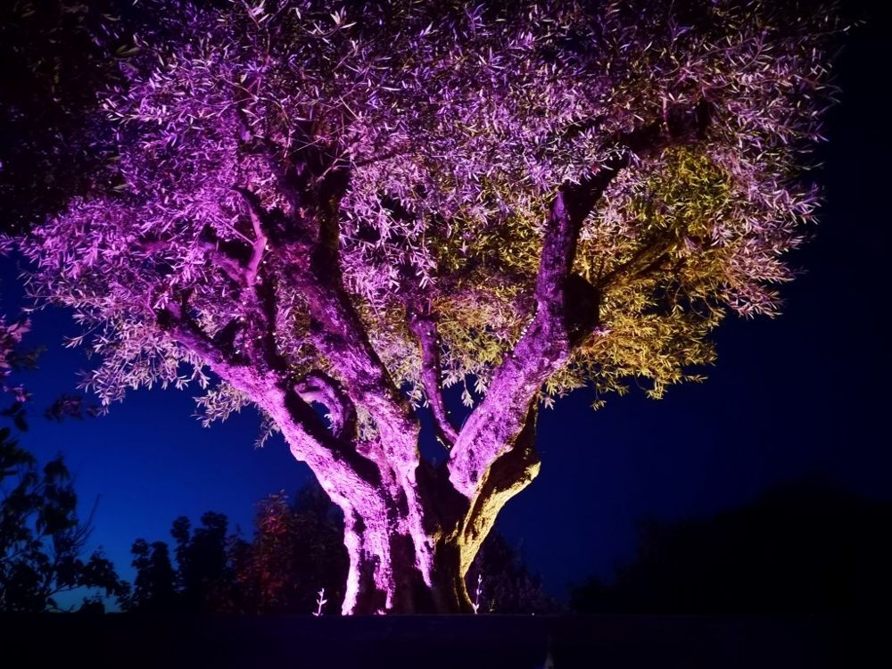 Foto de El Bosque Encantado